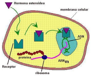 Hormonas no esteroideas mecanismo de accion