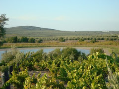 Laguna del Rincón