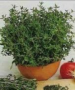PlantaMer: Planta aromática, el Tomillo