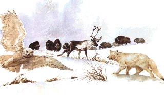 tundra animals biome animal biodiversity zoology its project many following mysteries