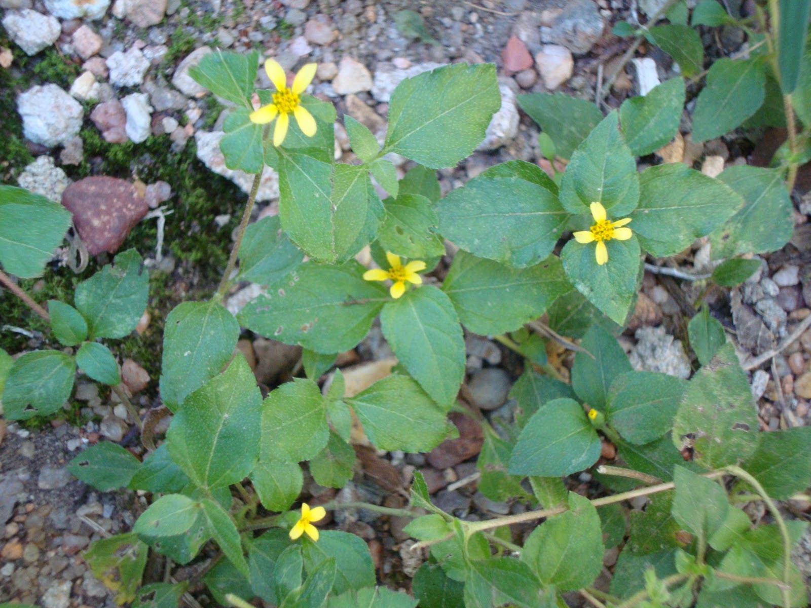 Straggler Daisy