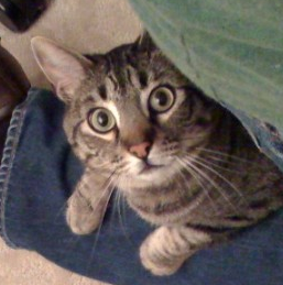Matt Cutts's cat, Ozzie wondering about Digg traffic!