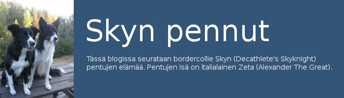 Skyn pennut