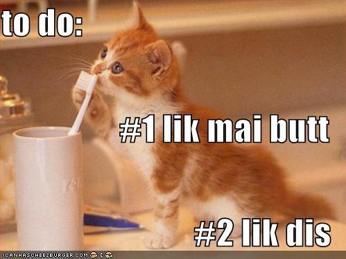 Cats to do List