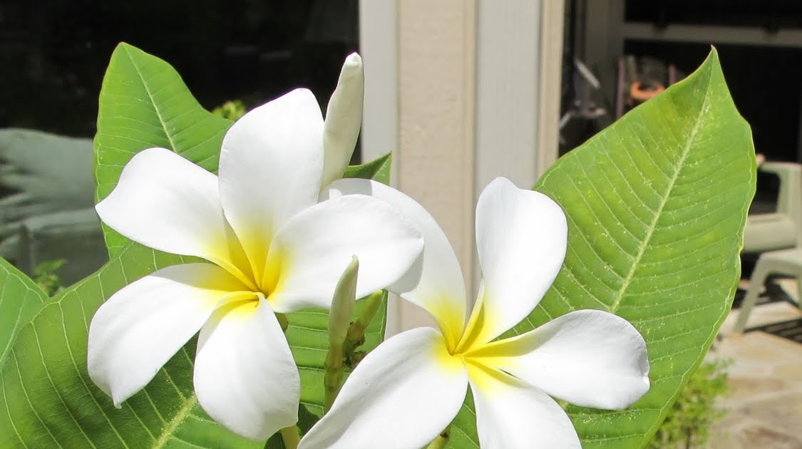 The Plight of My Plumerias