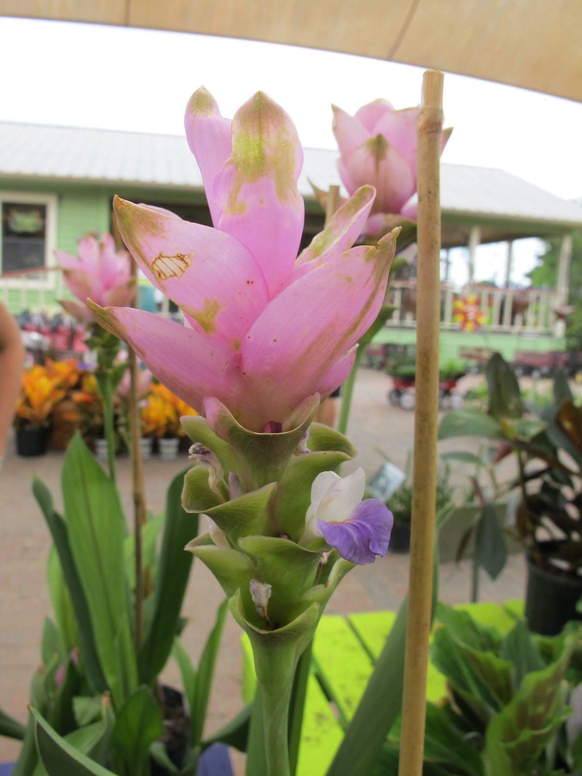 21stcenturynaturalist Butterflies Flies Bushes Bees