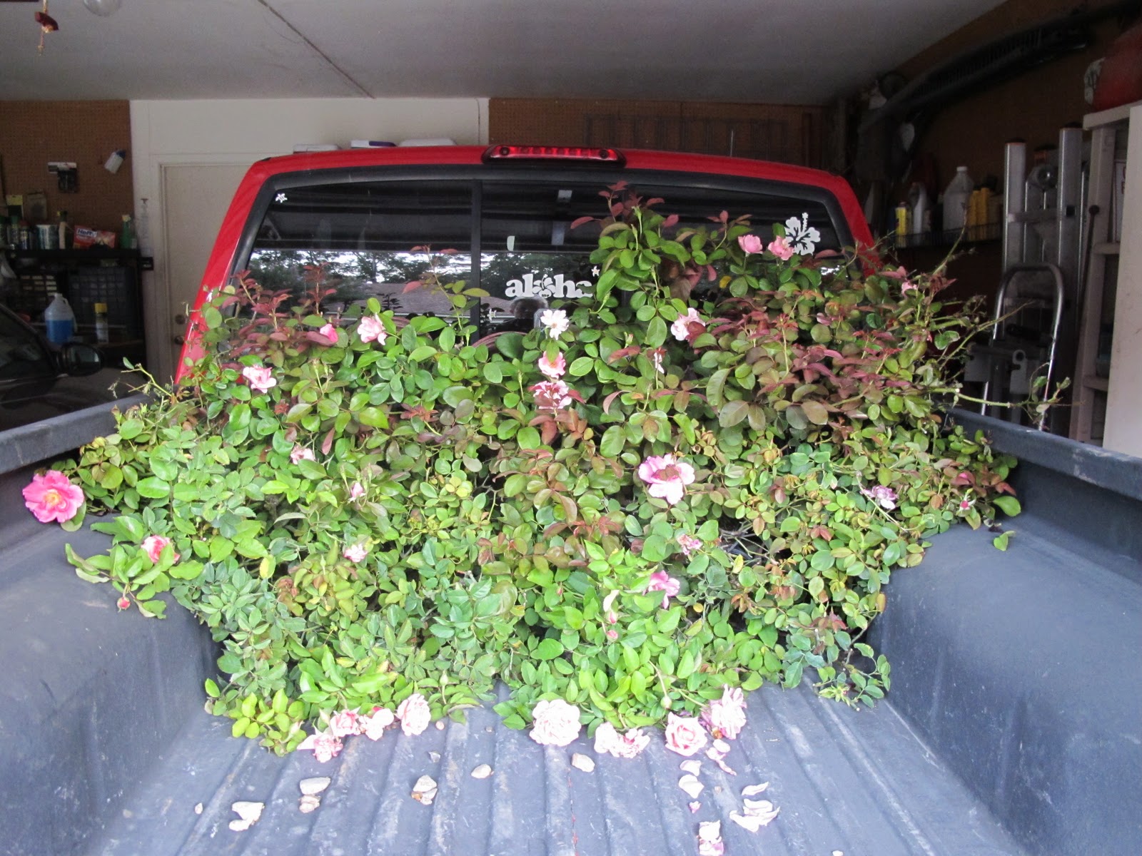 staffer loaded the roses.