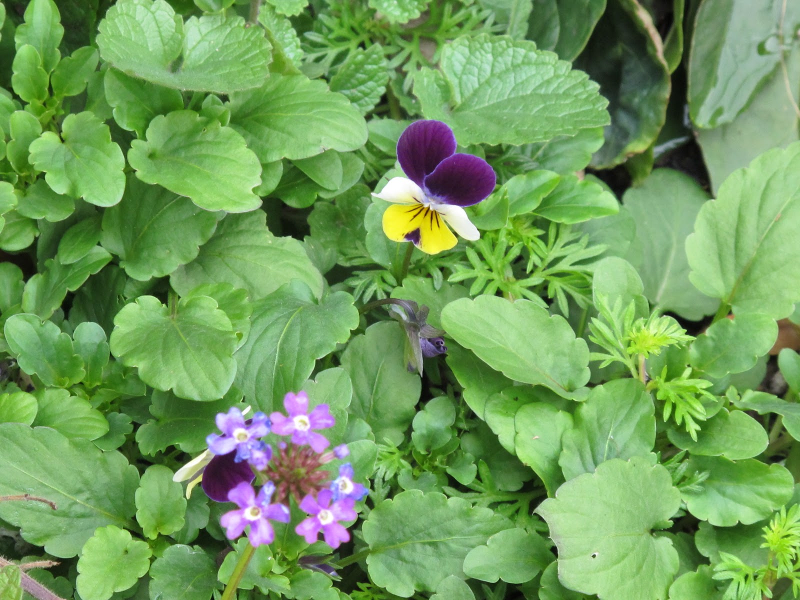 24 Best Spiraea Images Plants Garden Flowers