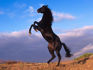 Rising Horse HD Wallpaper