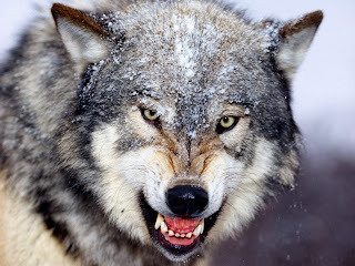 Snarling Grey Wold Long Teeth HD Wallpaper