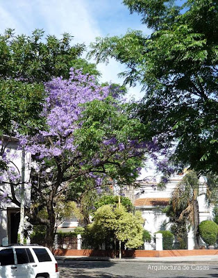 Árboles florecidos en Primavera