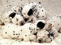 Wallpaers of Cute Pet Puppies