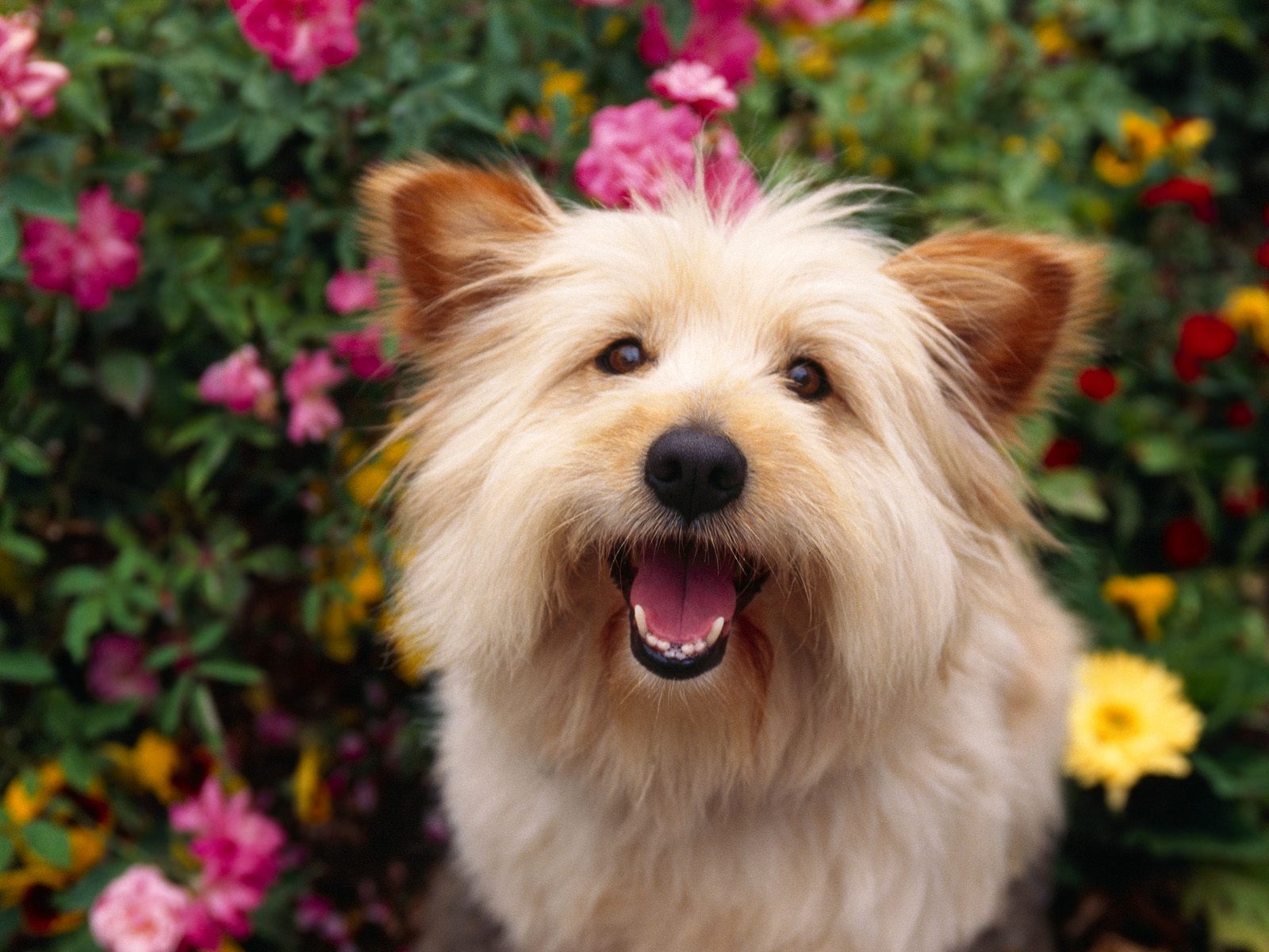 http://1.bp.blogspot.com/_nEmB3Z5F5EM/S62Fu_D2vSI/AAAAAAAAIK4/NpKWUpj2Xw8/s1600/Cairn_Terrier_dog.jpg