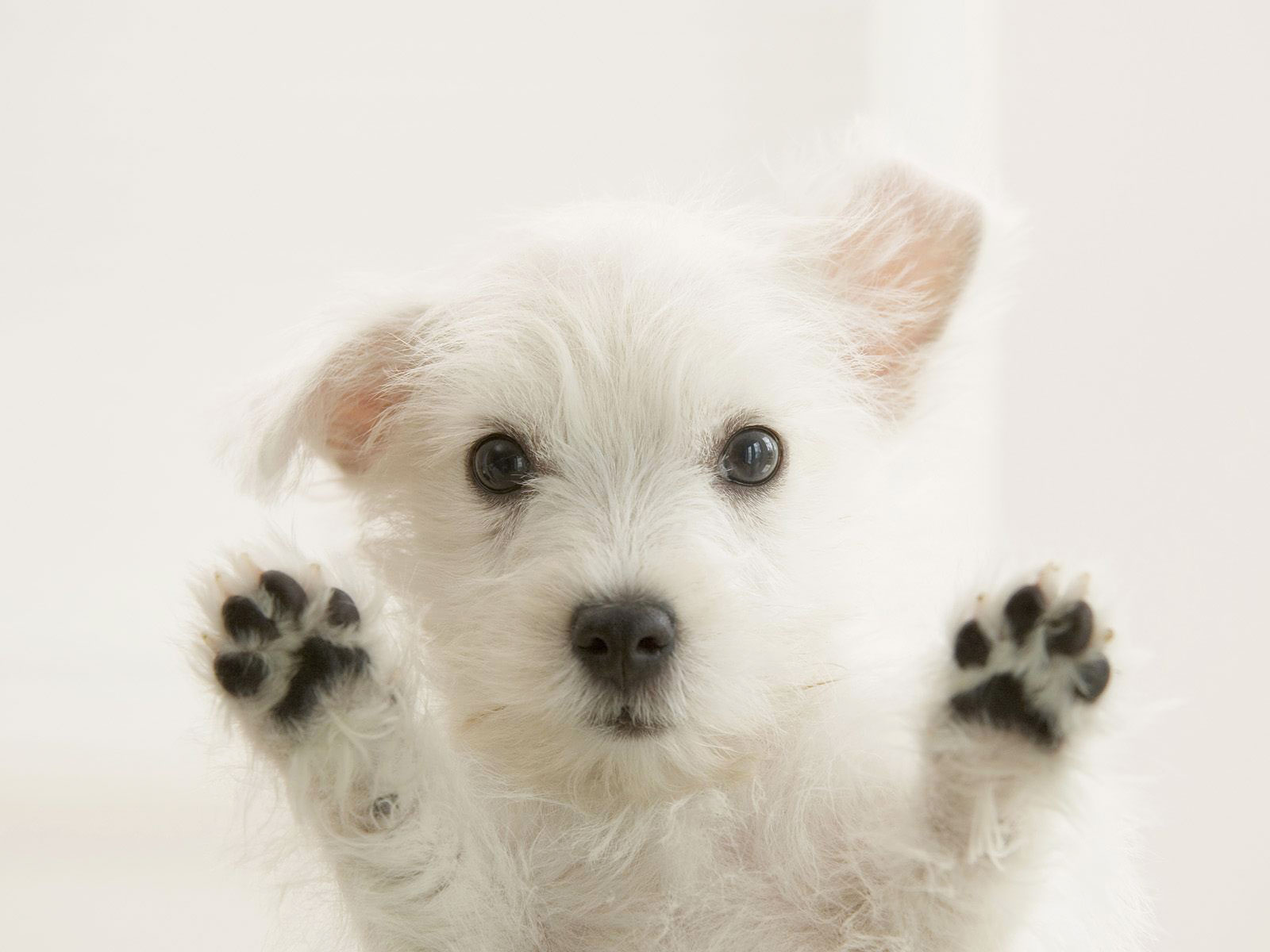 http://1.bp.blogspot.com/_nEmB3Z5F5EM/S62I579iuSI/AAAAAAAAIPg/ywHIvnT_D-g/s1600/White_Terrier_Puppy.jpg