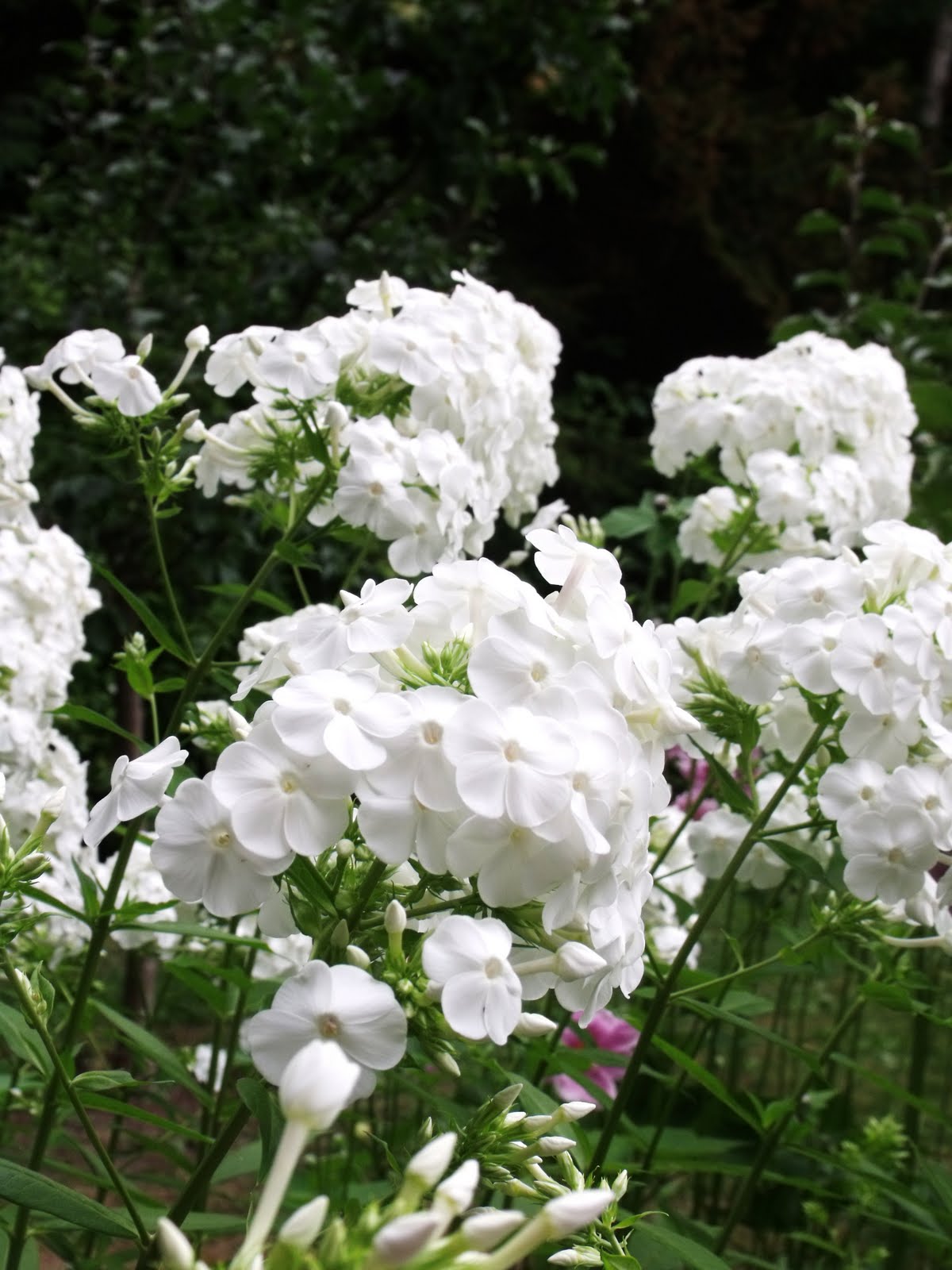 [Seattle+Zoo+020.JPG]