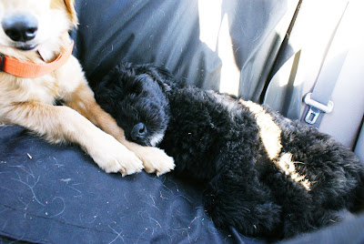 closer shot of Bishop curled up in the back seat