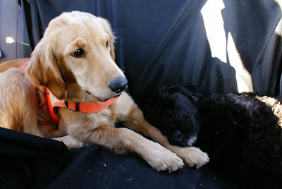 Victoria and Bishop laying in the back seat of the car, Victoria is leaning away from Bishop who is curled into a ball and taking up  most of the seat