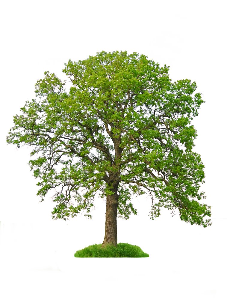 [tree.jpg]