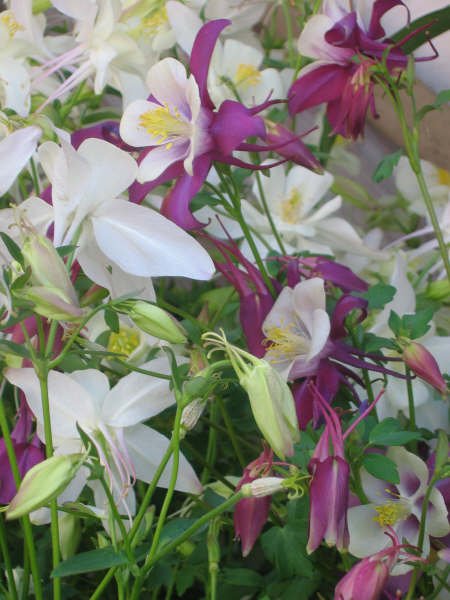 [planters+016.JPG]