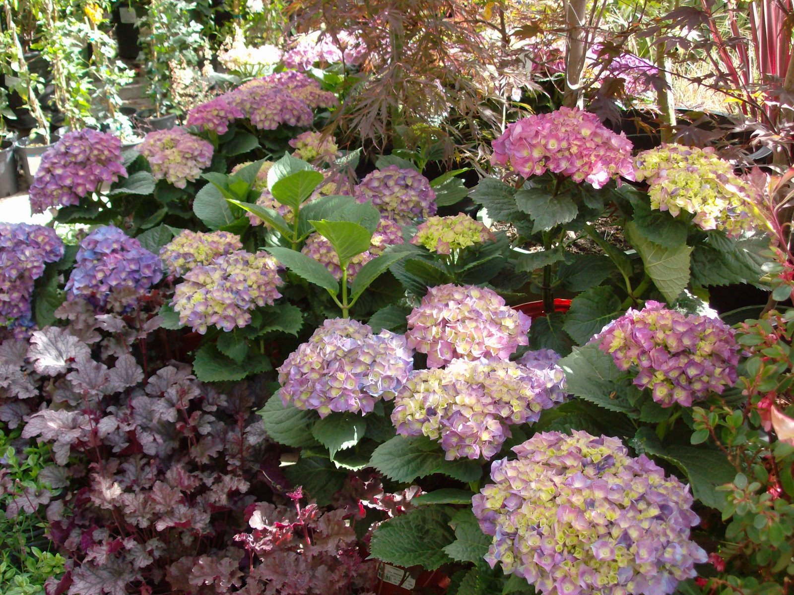 [hydrangea.JPG]