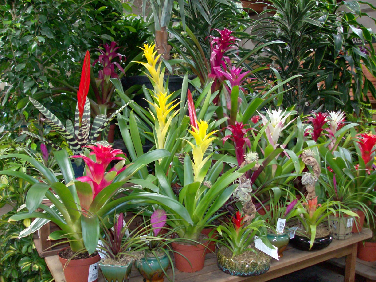 [bromeliad.JPG]