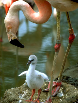 [ChileanFlamingo.jpg]