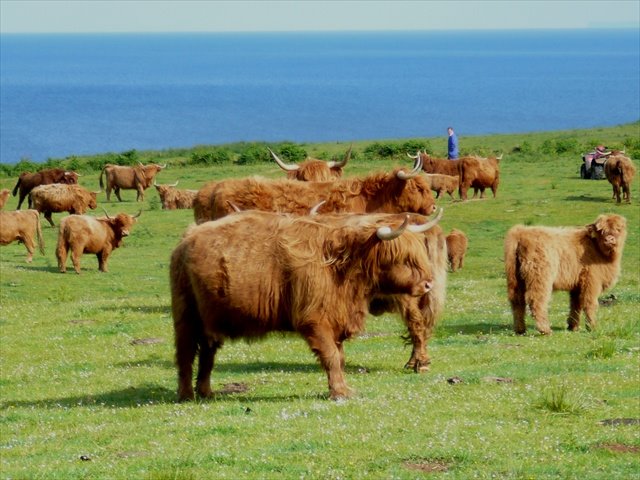 [Highland+Cows.jpg]