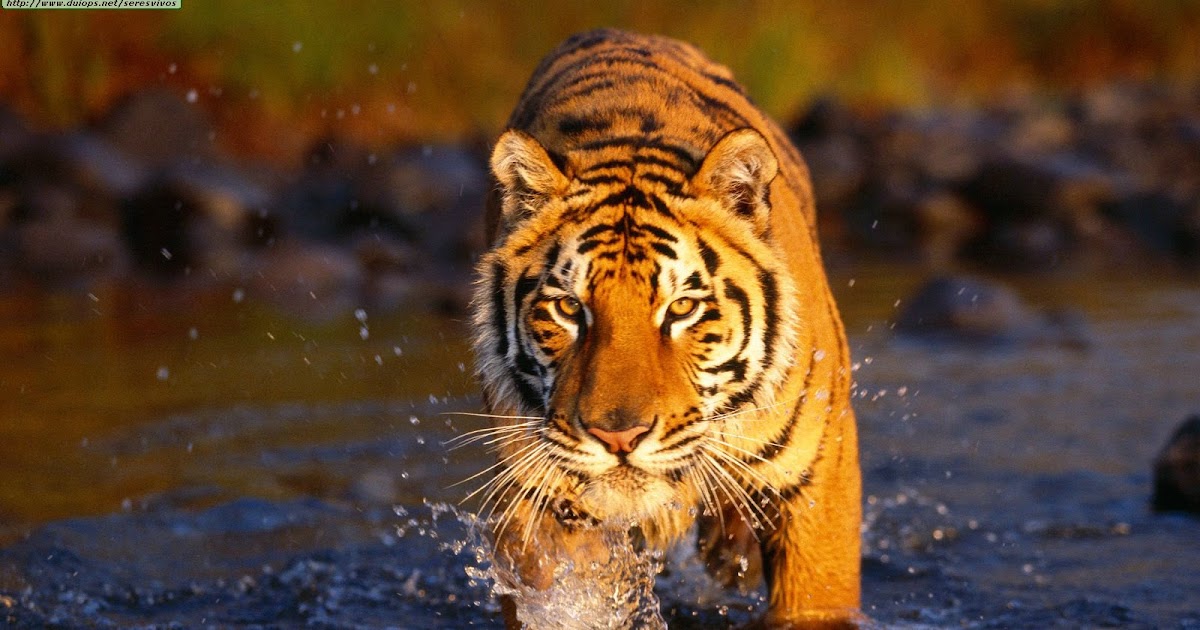 The Storytelling Sub...StoryTeacher The Tiger finds a Teacher