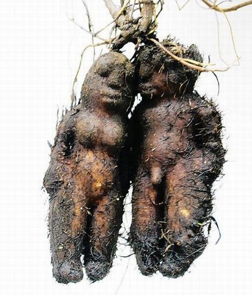 [freaky_nature_creations_33.jpg]