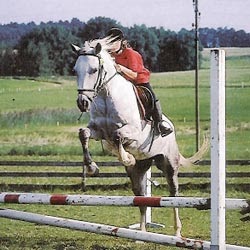 Premier concours de saut d'obstacles : comment bien se préparer ?