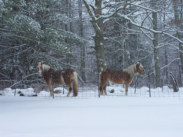 Haflingers in the snow