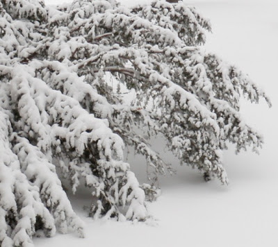 snow covered pine branch