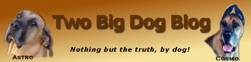 Two Big Dog Blog