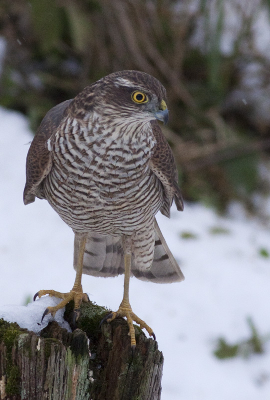 [Female+Sparrowhawk-3.jpg]
