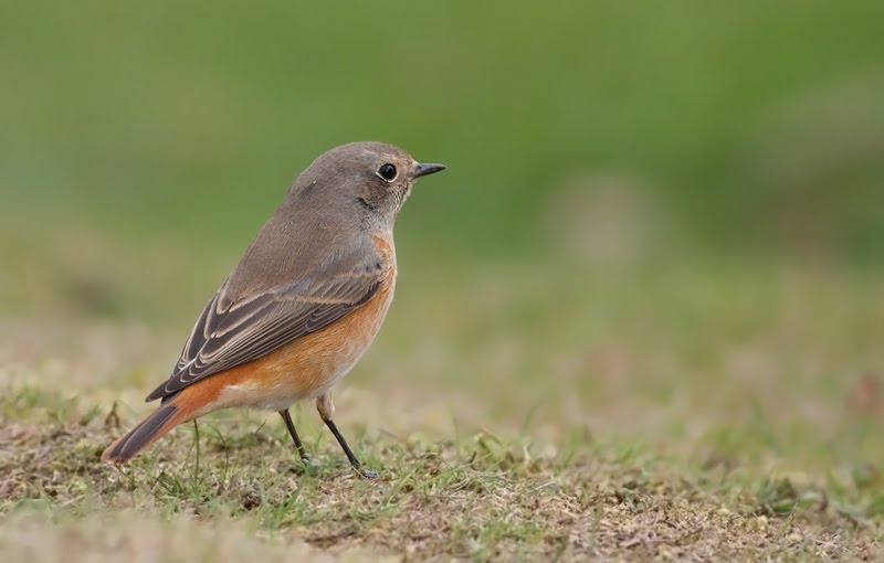 Malvern-Juv-Male-Redstart-BC-04-07-09-10.jpg