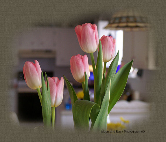 [tulipastop.jpg]