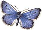 I LOVE BUTTERFLIES