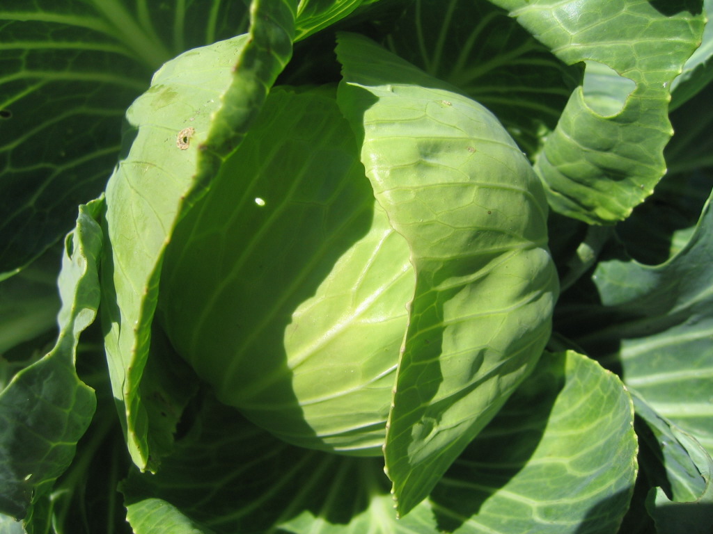 [Cabbage.JPG]
