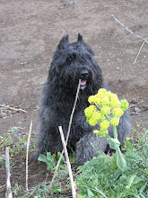 :: NOBEL :: Bouvier de Flandres