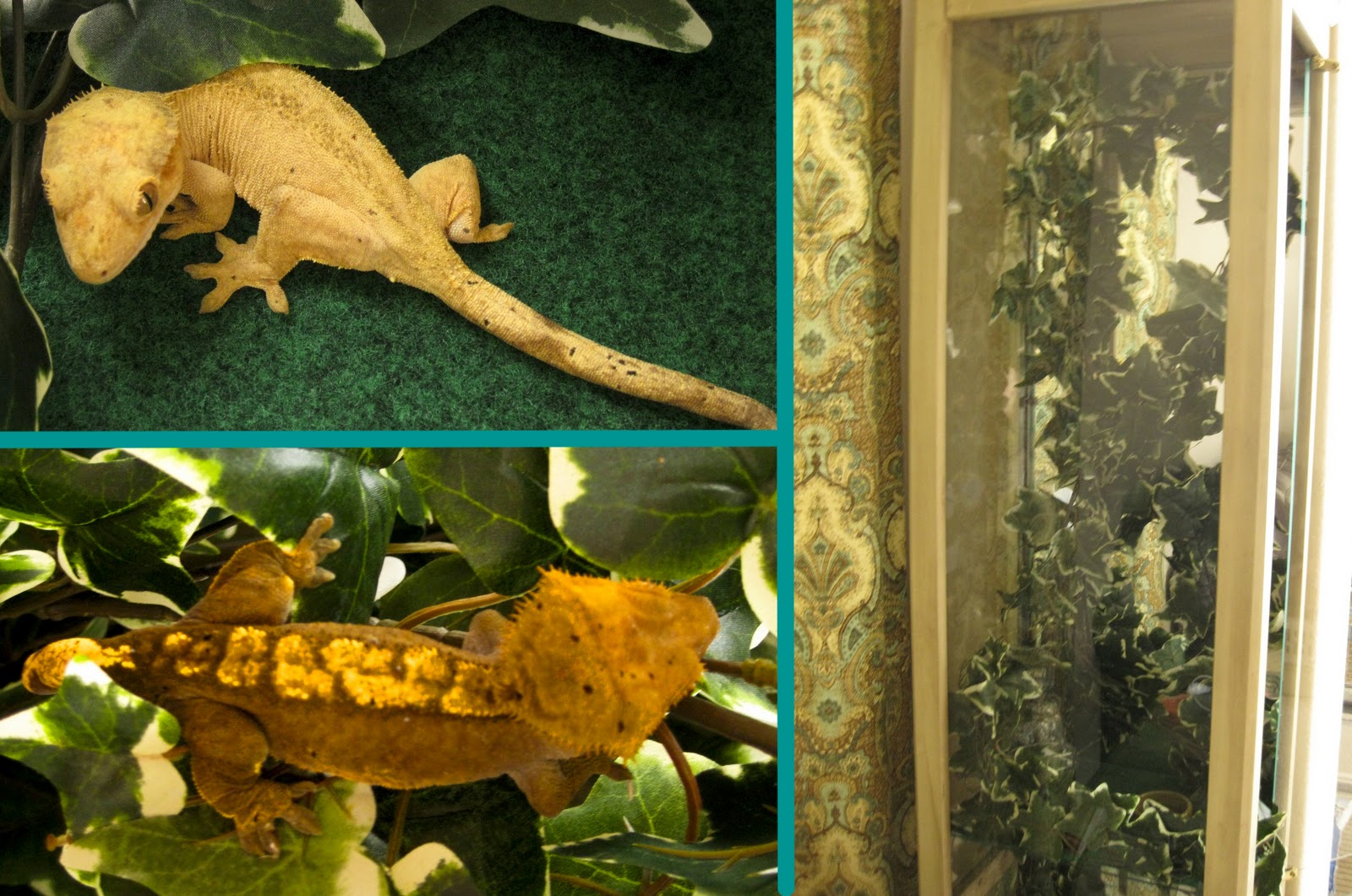 Life Crafts & Whatever Curio to.... gecko cage?