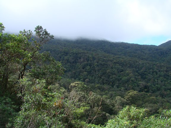 sripada forest