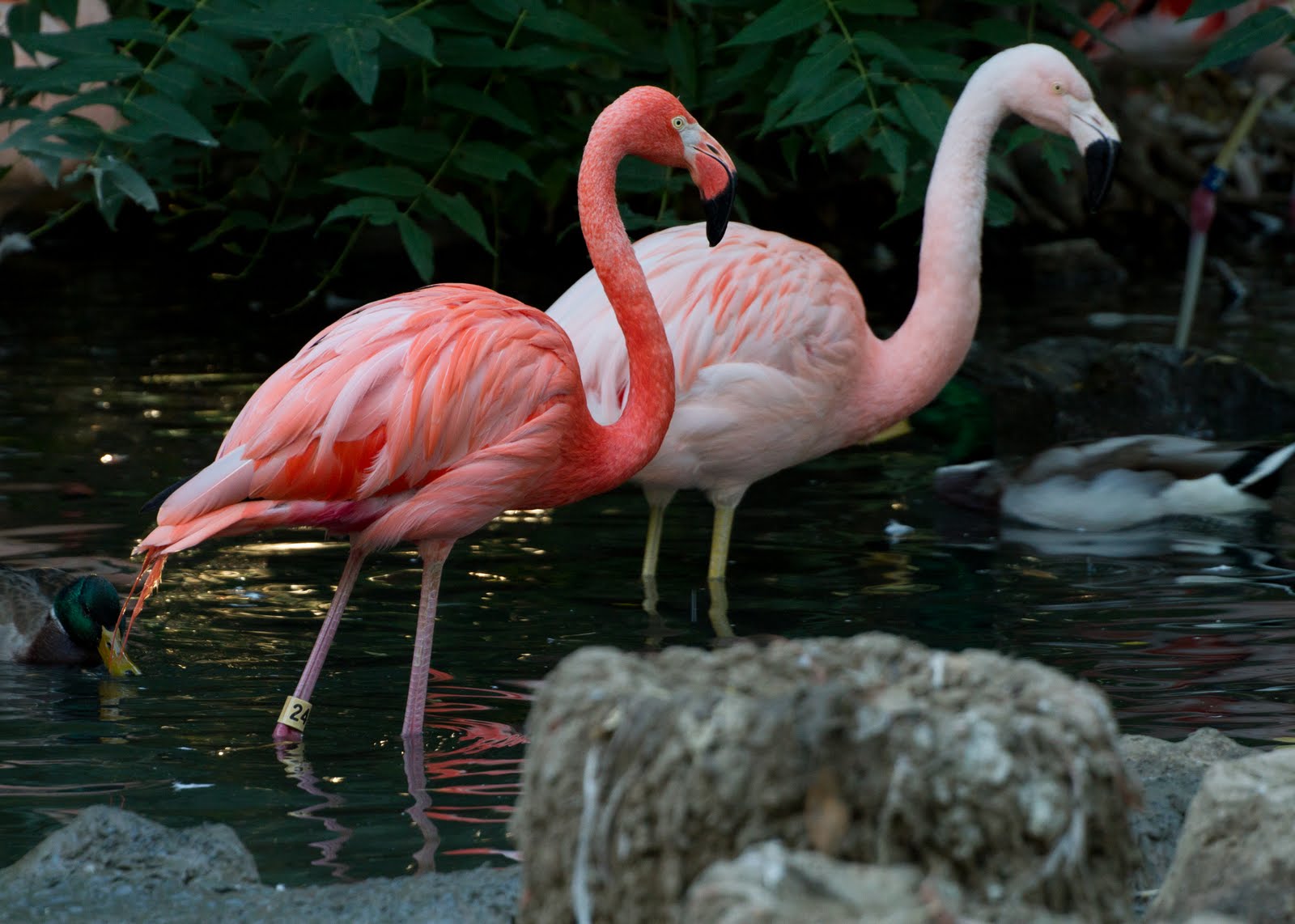 Calico's Nest Denver Zoo Birds!