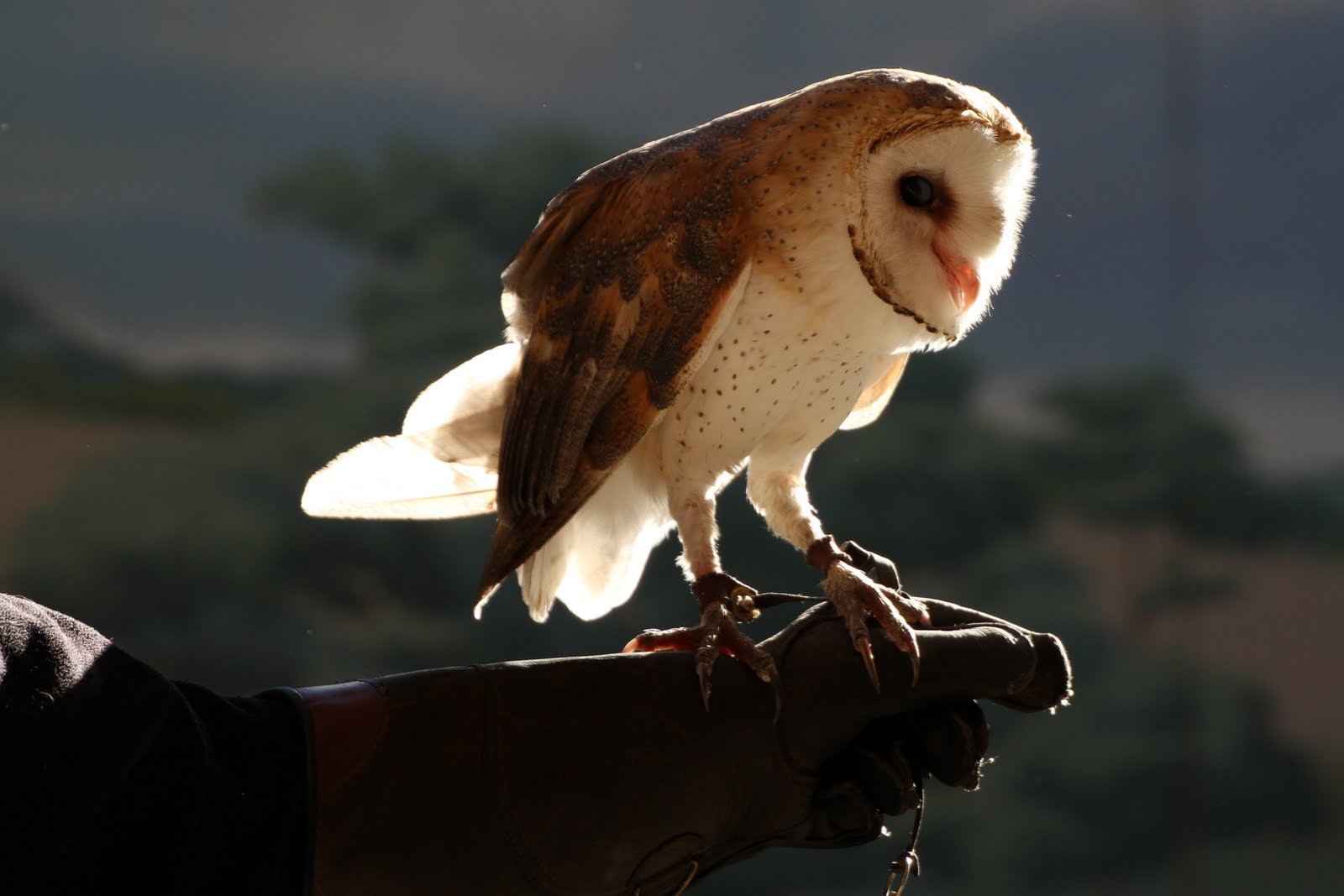 Calico's Nest Denver Zoo Birds!