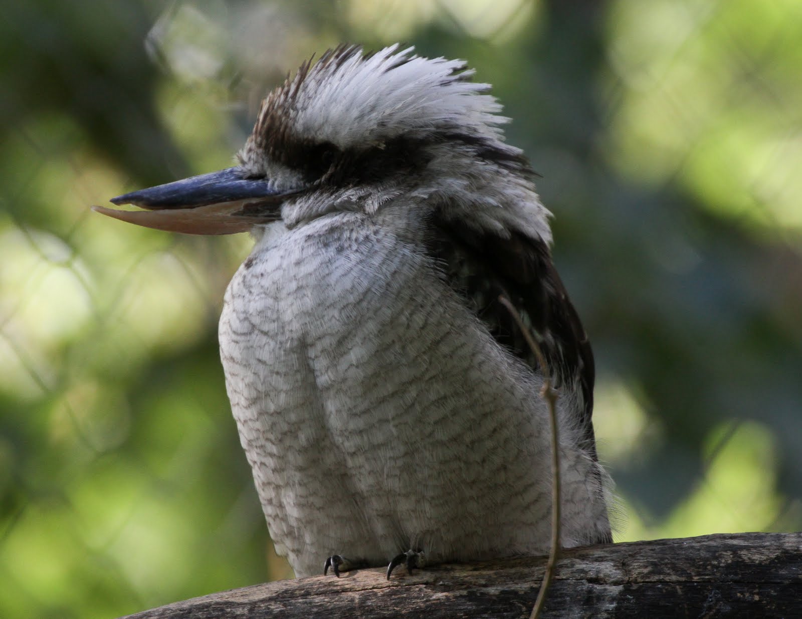 Calico's Nest Denver Zoo Birds!