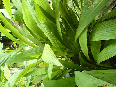 Pokok Lemba
