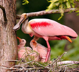 Principales Especies De Aves De Costa Rica Gestionecoturisticaliz