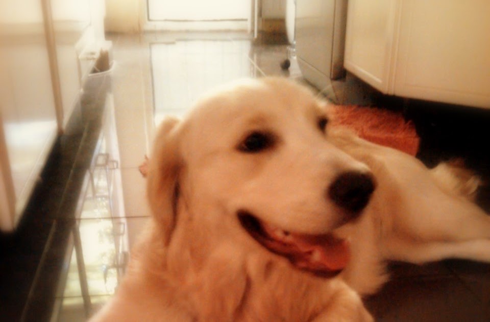 GOFRET GÜNLÜĞÜ 02 KÖPEK OLAN EVE MELEK GİRMEZ!?