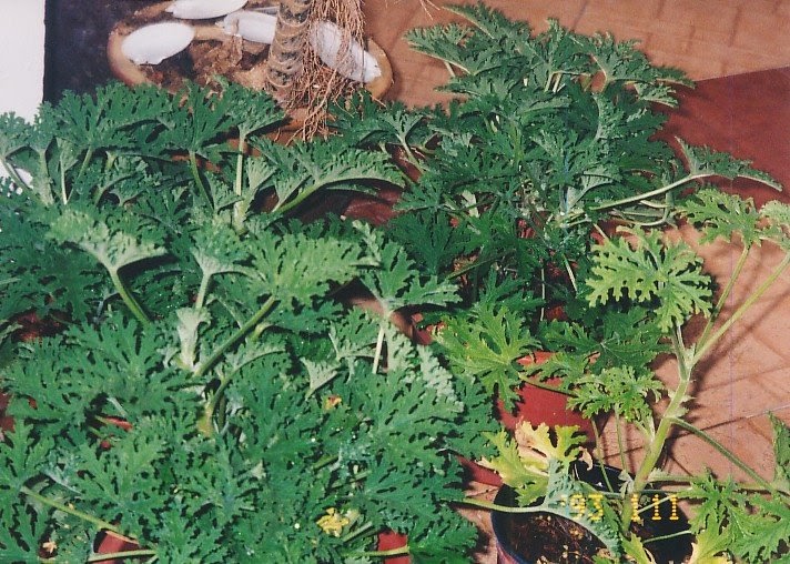 my walk with food and beautiful plants and flowers Citronella Plant