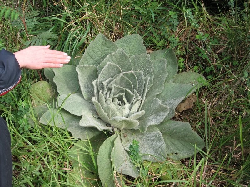 my walk with food and beautiful plants and flowers