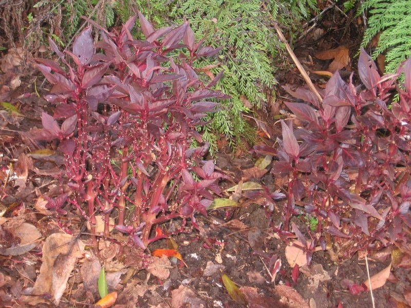 my walk with food and beautiful plants and flowers Ruby This herb is